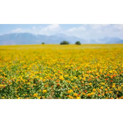 ЗАВОЛЖСКИЙ 1