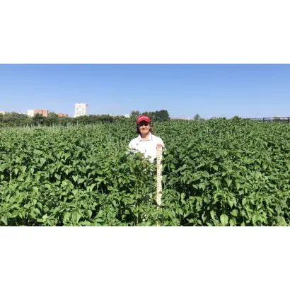 СИБИРСКИЙ ИЗУМРУД