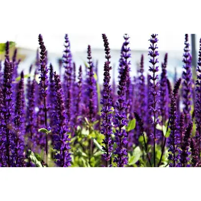 ФИОЛЕТОВЫЙ АРОМАТ