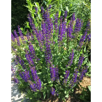 КРЫМСКИЙ ПОЗДНИЙ