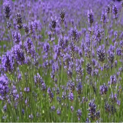 ВОЗНЕСЕНСКАЯ 34