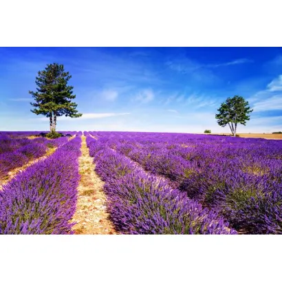 ПРИМА ЮЖНАЯ