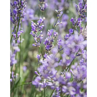 ВОЗНЕСЕНСКАЯ АРОМА