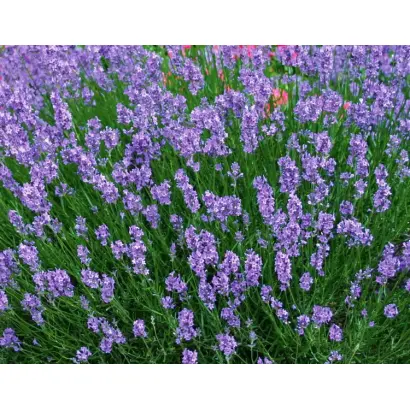 ЭСМЕРАЛЬДА