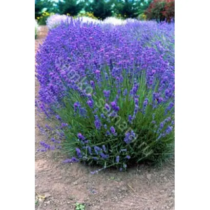 ЛЮБЛИНСКАЯ СЕМКО