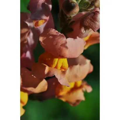 БРАЗИЛЬСКИЙ КАРНАВАЛ КОРИЧНЕВЫЙ