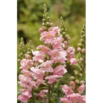 ЦВЕТ САКУРЫ