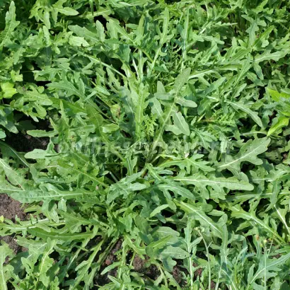 ТАГАНСКАЯ СЕМКО