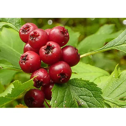 ТИМИРЯЗЕВЕЦ