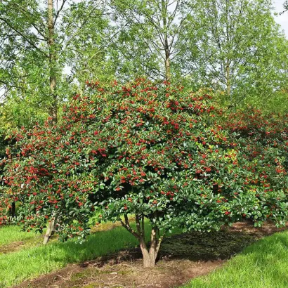 ПОДАРОК КУМИНОВА