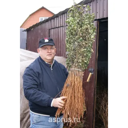 ЗАГОРЬЕВСКИЙ