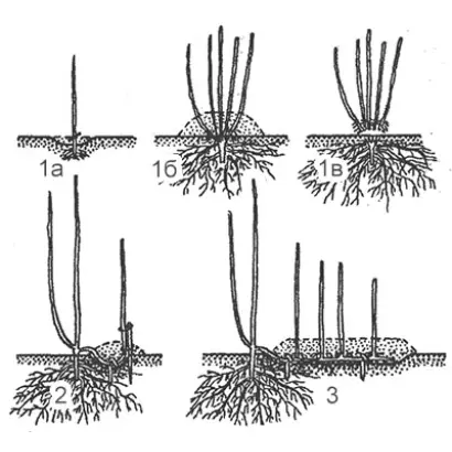 ЛЮБИМЕЦ ПОЖИДАЕВА