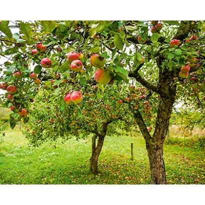 ТИМИРЯЗЕВЕЦ 9