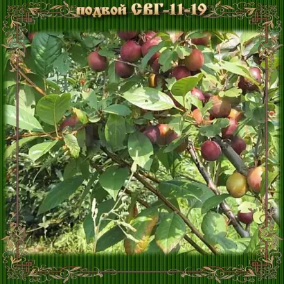 СВГ 11 19