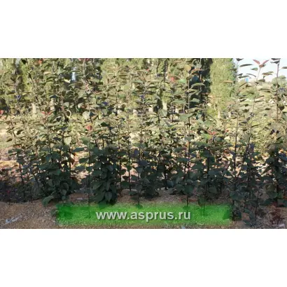 ИЗМАЙЛОВСКИЙ