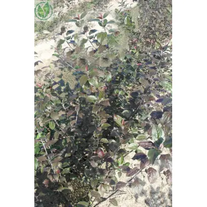 ПАРАДИЗКА БУДАГОВСКОГО