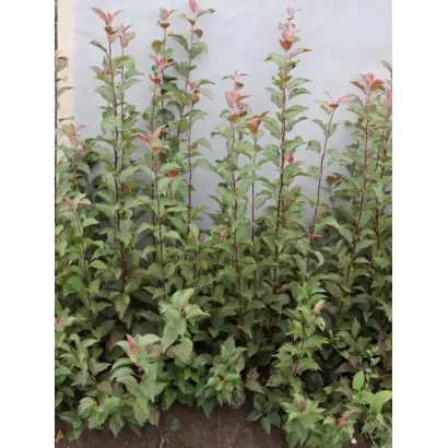 МИЧУРИНСК 12