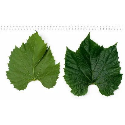 БЕРЛАНДИЕРИ X РИПАРИА СО 4