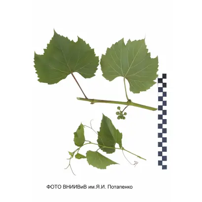 РИПАРИА X РУПЕСТРИС 101-14