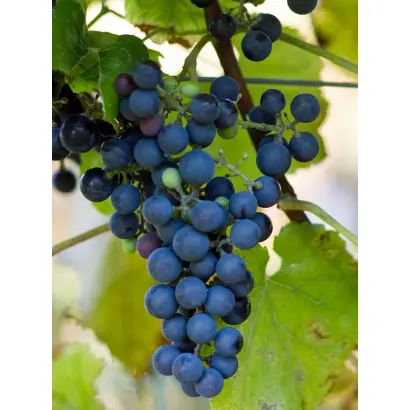 ШАСЛА X БЕРЛАНДИЕРИ 41 Б