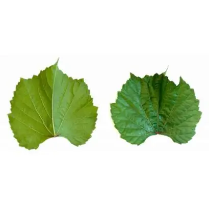 БЕРЛАНДИЕРИ X РУПЕСТРИС РЮГЖЕРИ 140