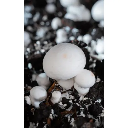 САНТАНА АР 508