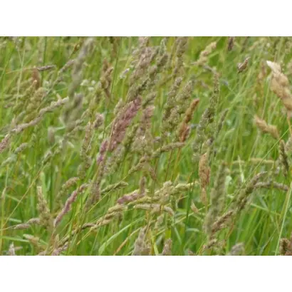 ХЛЫНОВСКАЯ