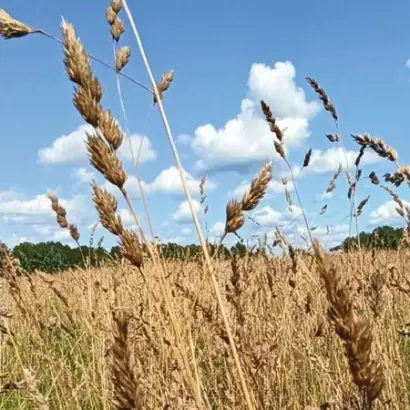 СВЕРДЛОВЧАНКА 86