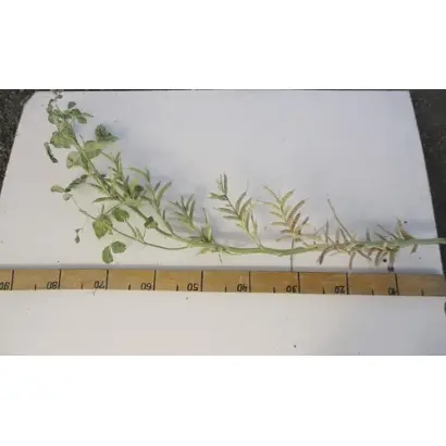 КУБАНСКИЙ 3