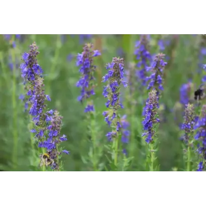 ВОЛОКОНОВСКИЙ