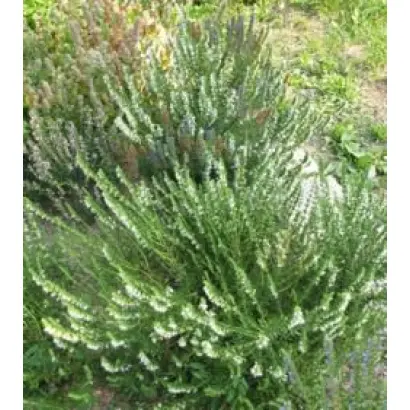 НИКИТСКИЙ БЕЛЫЙ