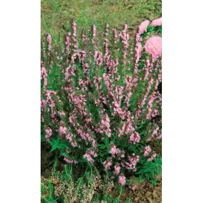 РОЗОВЫЙ ФЛАМИНГО