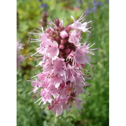 РОЗОВЫЙ ТУМАН