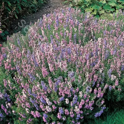 ОТРАДНЫЙ СЕМКО