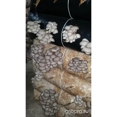 САНТАНА РФ 280