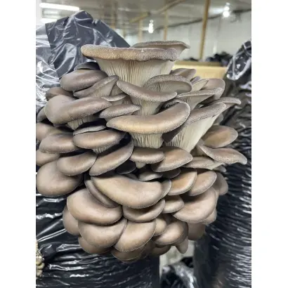 МОСКОВСКАЯ