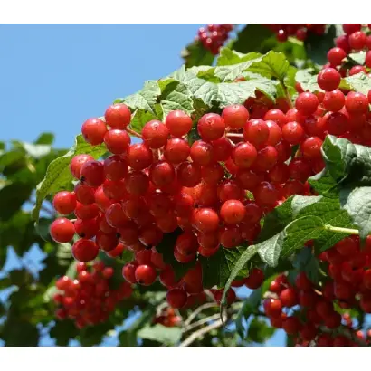 ЖОЛОБОВСКАЯ