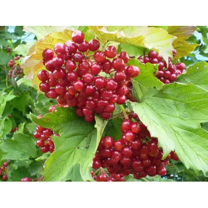 ТАЕЖНЫЕ РУБИНЫ