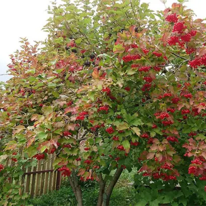 ВИГОРОВСКАЯ