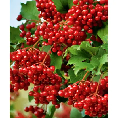 ГРАНАТОВЫЙ БРАСЛЕТ