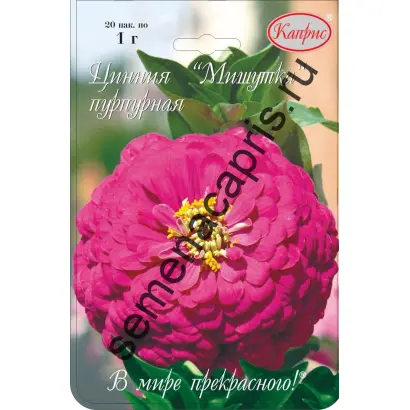 МИШУТКА ПУРПУРНАЯ