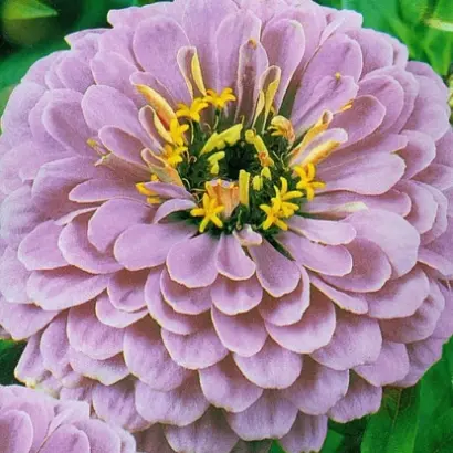 ЛУННЫЙ КАМЕНЬ