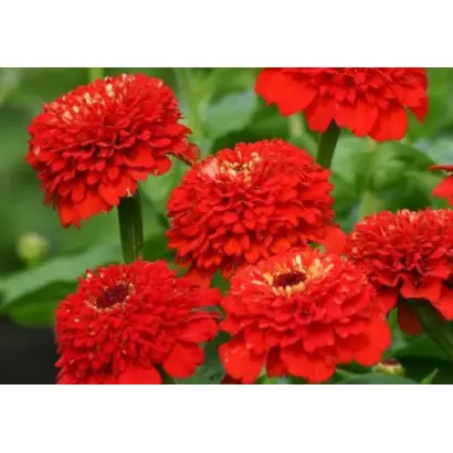 КРАСНАЯ ШАПОЧКА