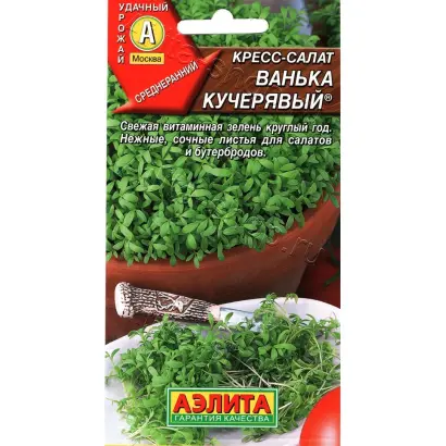 ВАНЬКА КУЧЕРЯВЫЙ