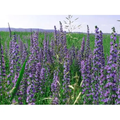 ГОРНОАЛТАЙСКИЙ 87