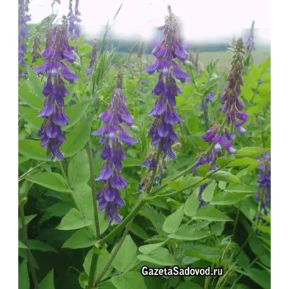 ЗАПОЛЯРНЫЙ