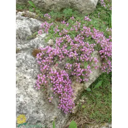 МЕДОВАЯ ПОЛЯНКА