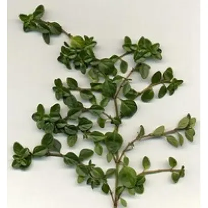 РОМАНОВСКИЙ