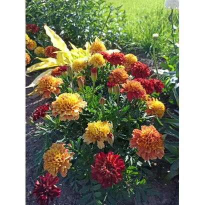 КЛУБНИЧНЫЙ БЛОНД