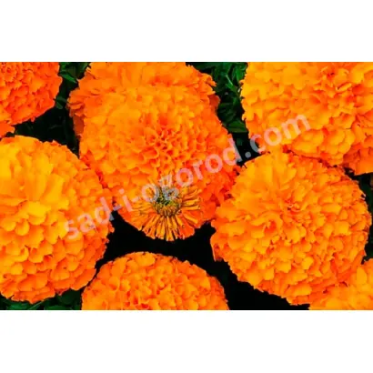 ОРАНЖЕВЫЕ ВОЛНЫ